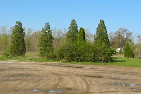 Miracle Mile Drive-In Theatre - Original Trees And Shrubs